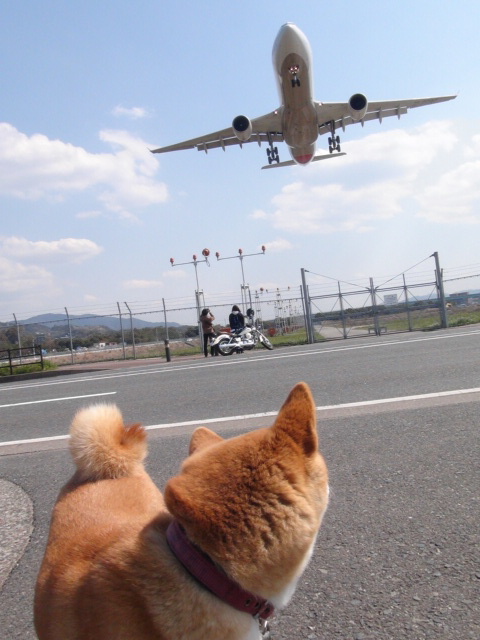 モモと福岡空港国内線ロビーをダッコで通過